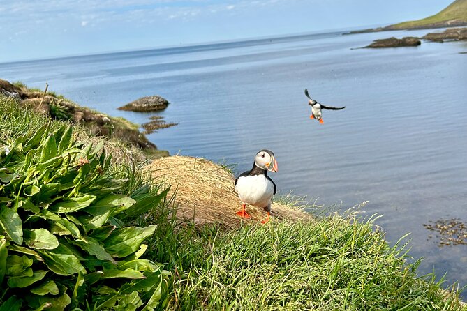 1 Hour Iceland Nature and Wildlife RIB Small Group Guided Safari - Price and Value: Is $160 for an Hour Reasonable?