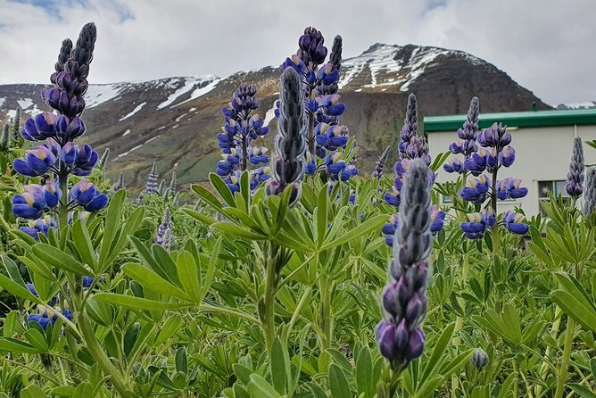 1-Hour Siglufjörður Stroll - Group Size, Pace, and Who This Walk Suits Best