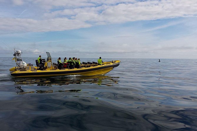 1-Hour Small Group Sightseeing Boat Tour in Vestmannaeyjar - Entering the Westman Islands by rib: what makes this tour special