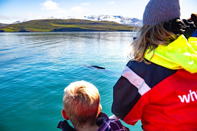 100% Whale Watching - Key things to know before you go