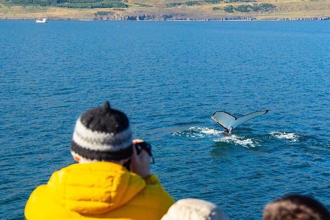 100% Whale Watching - The Fjord Route: From Hauganes Toward Hrisey and Whale Grounds