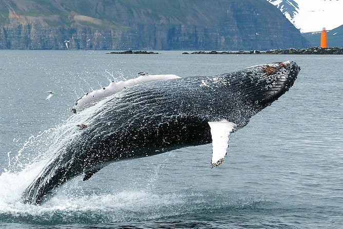 100% Whale Watching - Seas, Swells, and Motion Sickness: Practical Tips Before You Go