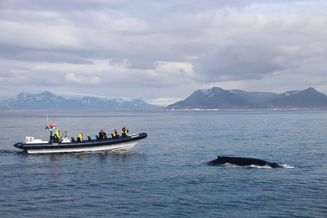 2-Hour RIB Boat Whale Watching Tour from Reykjavik - Old Harbour check-in, outfitting, and why timing matters