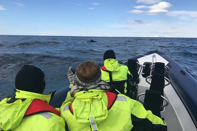 2-Hour RIB Boat Whale Watching Tour from Reykjavik - Species you might spot, and how to not miss it