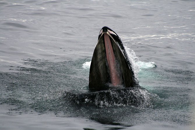 2-Hour RIB Boat Whale Watching Tour from Reykjavik - Captain and guide impact: why expertise matters on a speed boat