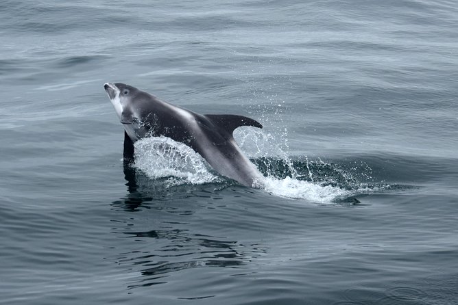 2-Hour RIB Boat Whale Watching Tour from Reykjavik - Price and value: what you’re really paying for at $189.87