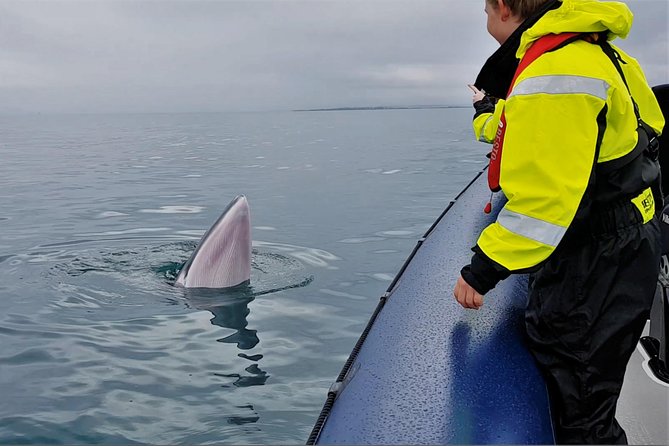 2-Hour RIB Boat Whale Watching Tour from Reykjavik - The 12m RIB experience: fast, small-group, and built for visibility