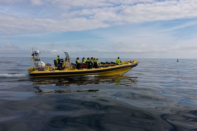 2 hour Round Trip in Vestmannaeyjar on a RIB Boat - Guide energy makes a real difference on this tour