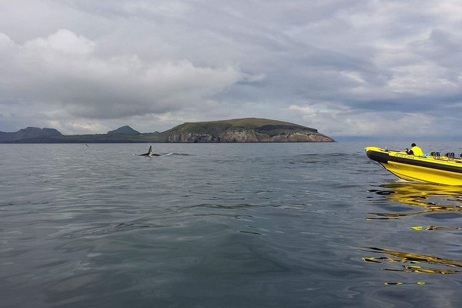 2 hour Round Trip in Vestmannaeyjar on a RIB Boat - Weather, ride comfort, and who should skip this