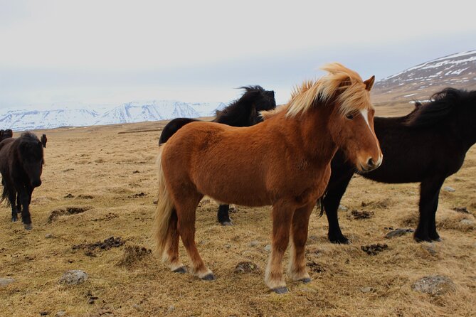 8 Day Winter Circle Tour, Ring Route of Iceland with Snæfellsnes Peninsula - Day 2: Seljalandsfoss, Skógafoss, Reynisfjara, and Your Sólheimajökull Glacier Hike