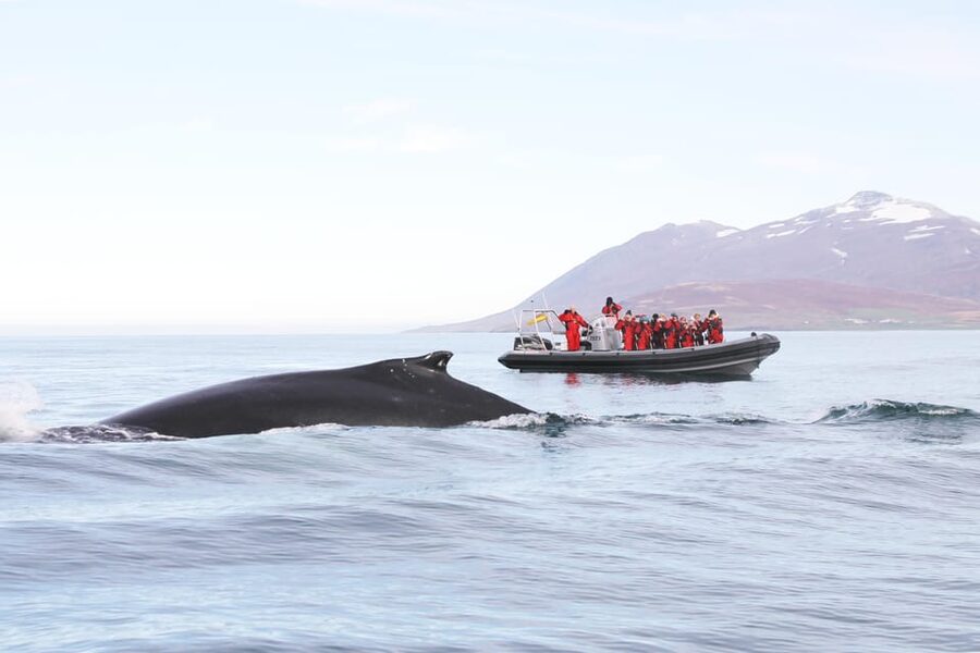 Akureyri: 2-Hour Whale Watching Express by RIB Speedboat - Eyjafjord From Akureyri: Where the Whales Do the Timing