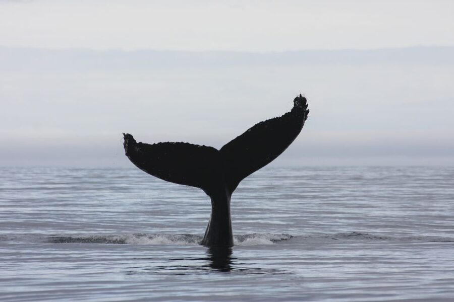 Akureyri: 2-Hour Whale Watching Express by RIB Speedboat - Two Hours on the Water: How Whale and Bird Watching Plays Out