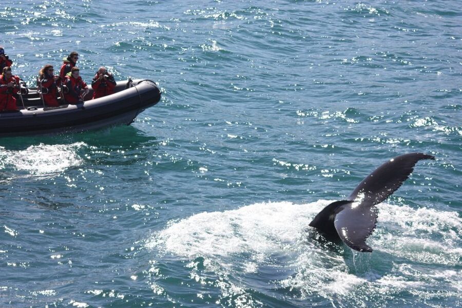 Akureyri: 2-Hour Whale Watching Express by RIB Speedboat - Price and Value: Is $200 for 2 Hours Too Much