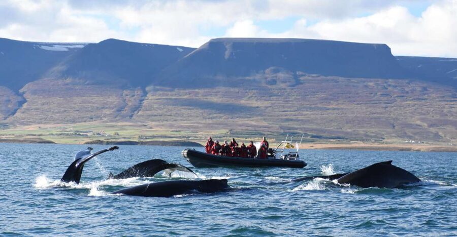 Akureyri: 2-Hour Whale Watching Express by RIB Speedboat - RIB Speedboat Advantage: Why Small, Fast Boats Matter