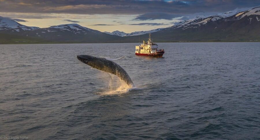 Akureyri: 3-Hour Classic Whale Watching Tour by Ship - How guides find humpbacks and keep the experience whale-safe