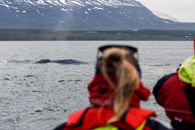 Akureyri Express Whale Watching by RIB boat - Akureyri Meets the RIB: Quick Boarding, Warm Gear, Small-Group Feel