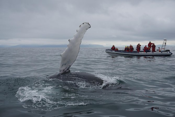 Akureyri Express Whale Watching by RIB boat - Whale Species Odds and the Whale-Guarantee Twist