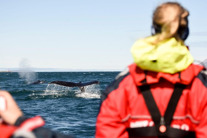 Akureyri Express Whale Watching by RIB boat - Comfort Tips for a Bumpy North Coast Ride