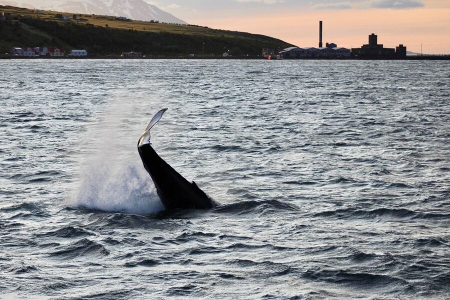 Akureyri: Whale Watching in the Midnight Sun - The Boat Experience: Heated Comfort, Wi-Fi, and Photo Help