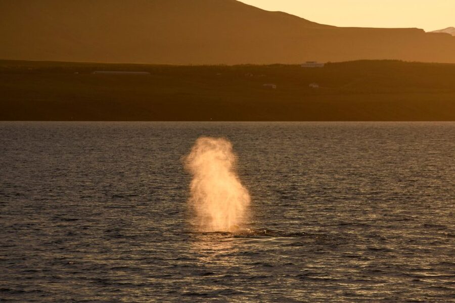Akureyri: Whale Watching in the Midnight Sun - On the Water: How the Crew Searches and What You Can Do