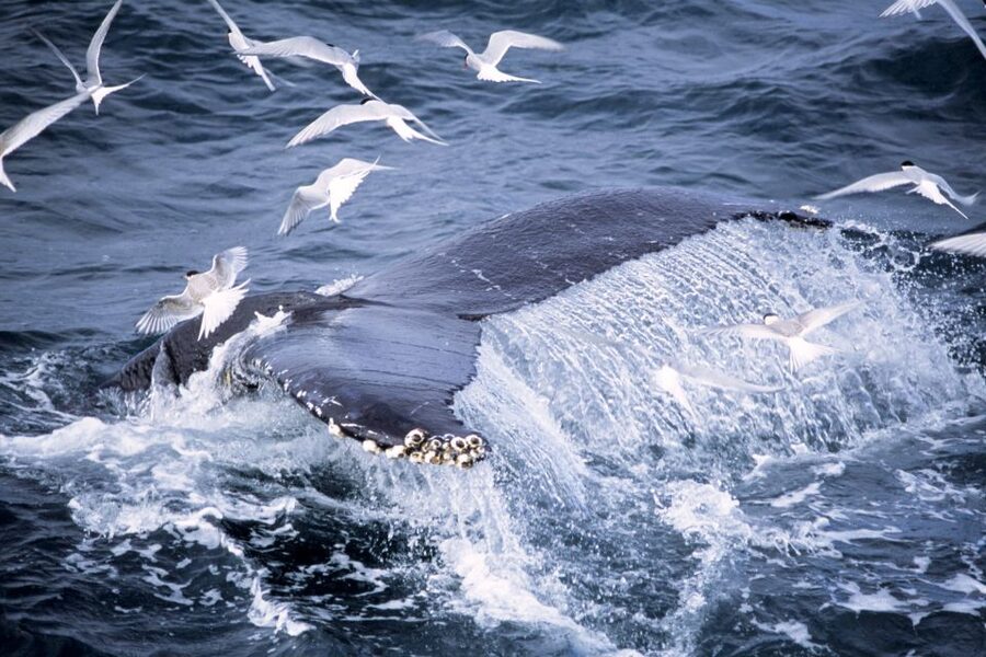 Akureyri: Whale Watching in the Midnight Sun - Wildlife Beyond Whales, and Why the Fjord Matters