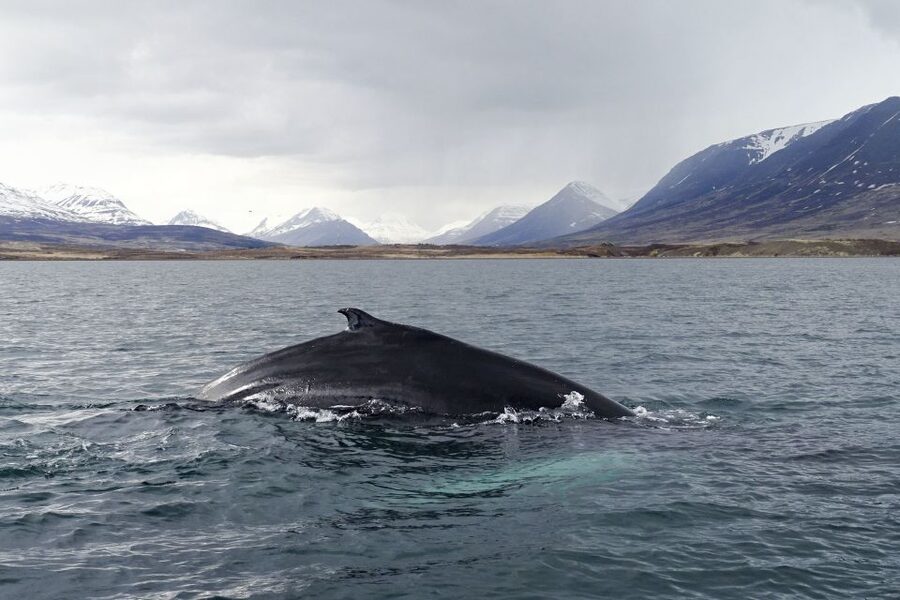 Akureyri: Whale Watching in the Midnight Sun - Comfort and Sea State: When the Ride Gets Rough