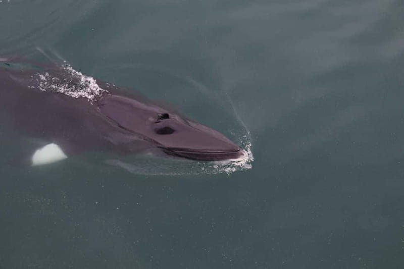 Akureyri: Whale Watching Shore Excursions - Key Things That Make This Whale Cruise Worth Your Time