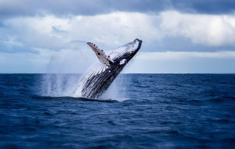 Akureyri: Whale Watching Shore Excursions - Onboard Comfort: Heated Seating, Warm Overalls, and Wi-Fi