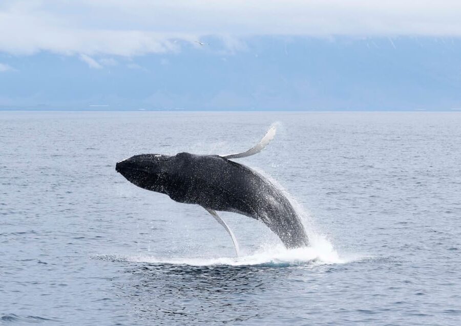 Akureyri: Whale Watching Tour & Forest Lagoon Entrance - Key Things I’d Pay Attention To