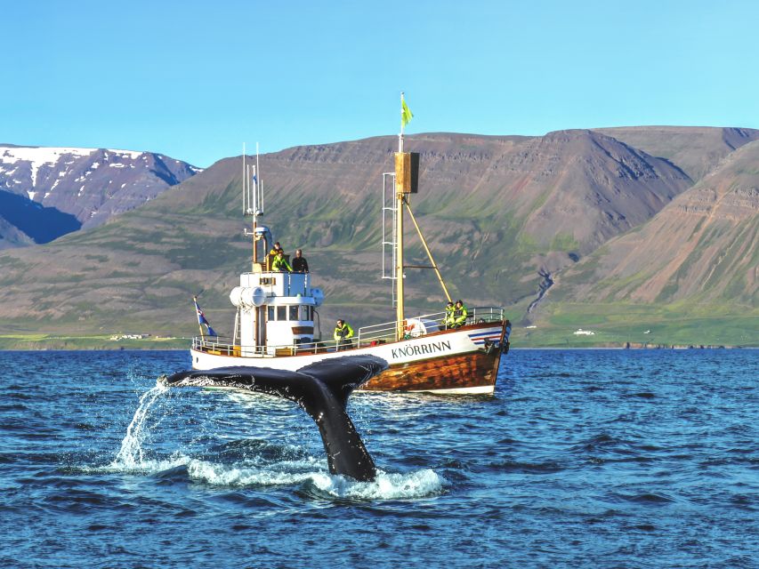 Árskógssandur: Whale-Watching Boat Trip - Key Highlights You Will Actually Care About