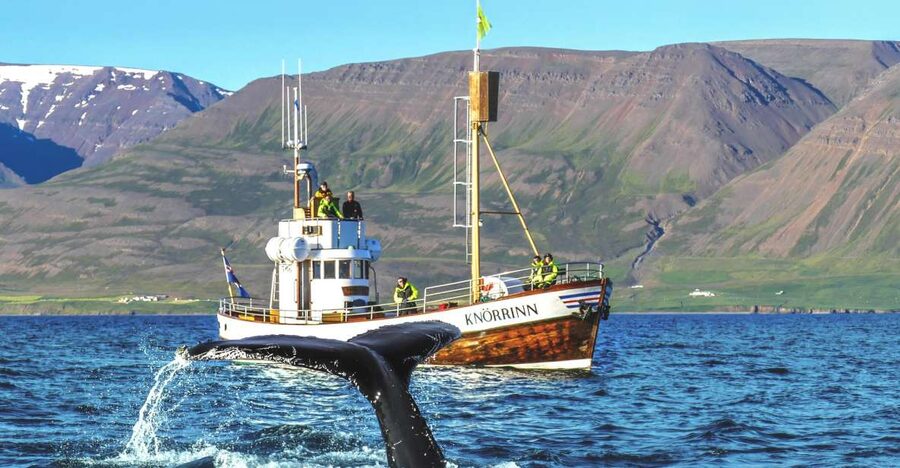 Árskógssandur: Whale-Watching Boat Trip - Why Árskógssandur Feels More Authentic Than the Usual Whale Day