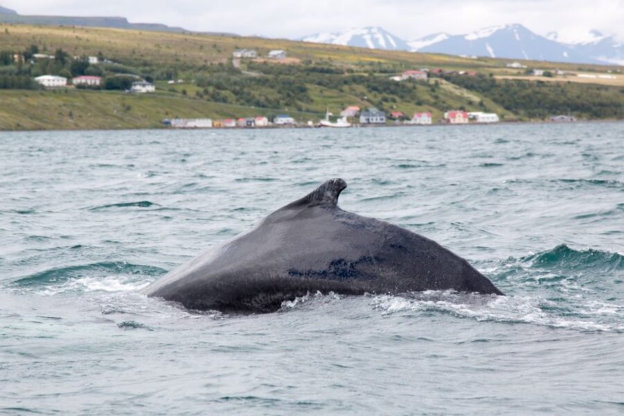 Árskógssandur: Whale-Watching Boat Trip - What You Are Likely to See in Eyjafjörður (And How the Crew Finds Them)