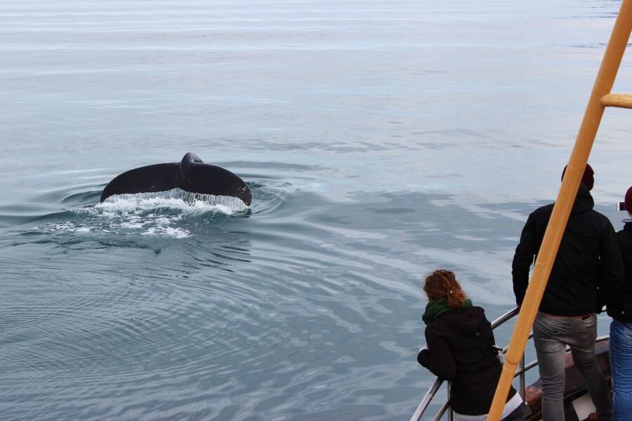 Árskógssandur: Whale-Watching Boat Trip - The Comfort Break: Hot Chocolate and Cinnamon Buns on the Return
