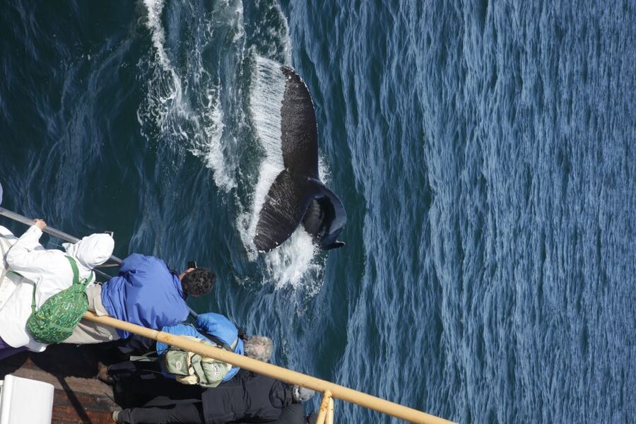 Árskógssandur: Whale-Watching Boat Trip - Price and Value: What $96 Buys You (and Why It Adds Up)