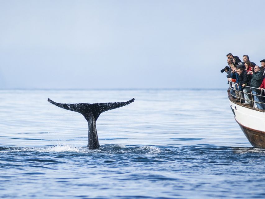 Árskógssandur: Whale-Watching Boat Trip - Should You Book This Árskógssandur Whale-Watching Tour?