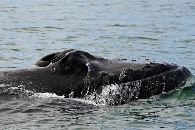 ATV & Whale Watching Full day adventure in Reykjavik - Reykjavik Harbor Break: Where the City Feels Cozy Between Adventures
