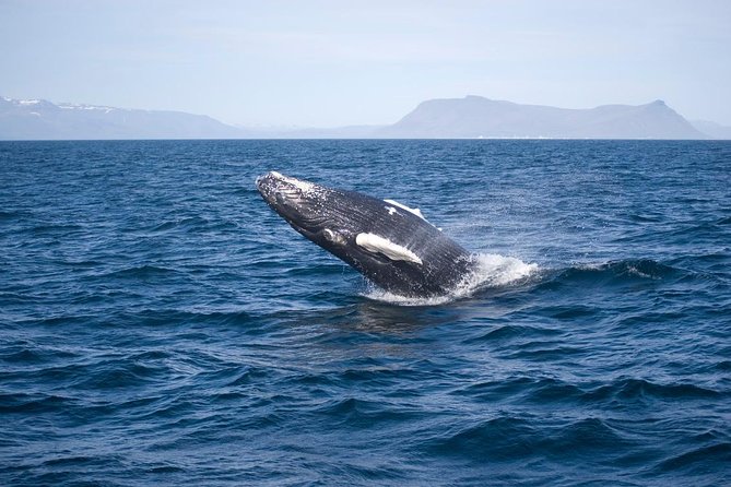 ATV & Whale Watching Full day adventure in Reykjavik - Wildlife Exhibition Access: A Smart Bonus Before You Go Looking