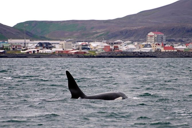 ATV & Whale Watching Full day adventure in Reykjavik - Price and Value: Why $299 Can Work (If You Want Both Acts)