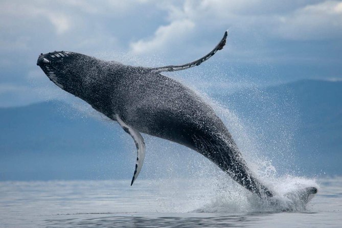 ATV & Whale Watching Full day adventure in Reykjavik - Getting From Reykjavik to the Quad Camp Fast (And With Less Hassle)