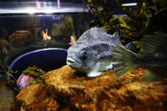 Beluga and Puffin Sanctuary Visitor Centre with Aquarium - Key things to know before you go