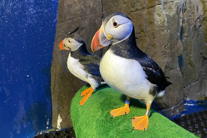 Beluga and Puffin Sanctuary Visitor Centre with Aquarium - A short, practical stop in Vik with big animal energy