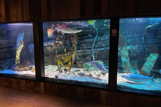 Beluga and Puffin Sanctuary Visitor Centre with Aquarium - The native species aquarium: local sea life that makes the whales make sense