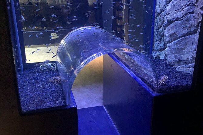 Beluga and Puffin Sanctuary Visitor Centre with Aquarium - Entering the visitor centre: the story behind the world’s first beluga sanctuary