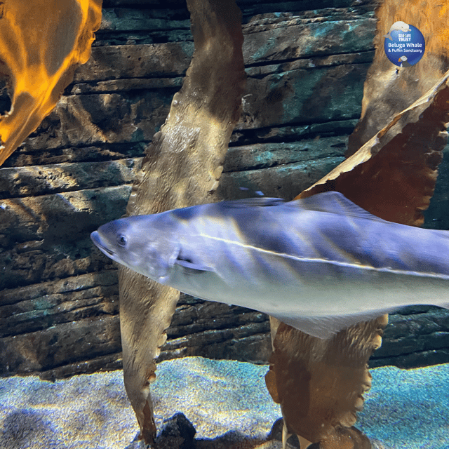 Beluga Whale Sanctuary - Admissions - Key things to know before you go
