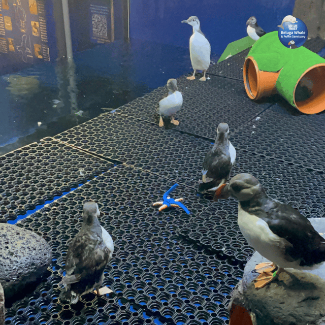 Beluga Whale Sanctuary - Admissions - Puffin Rescue Centre: the part that turns a visit into conservation work