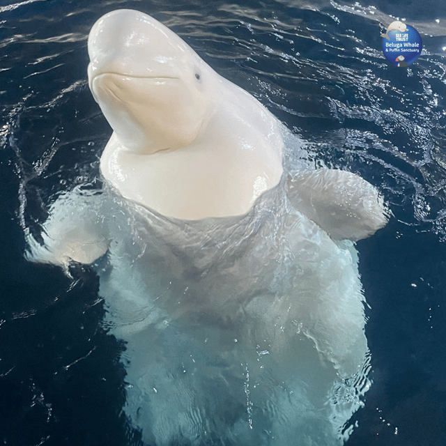 Beluga Whale Sanctuary - Admissions - Accessibility, pacing, and the “small space” reality
