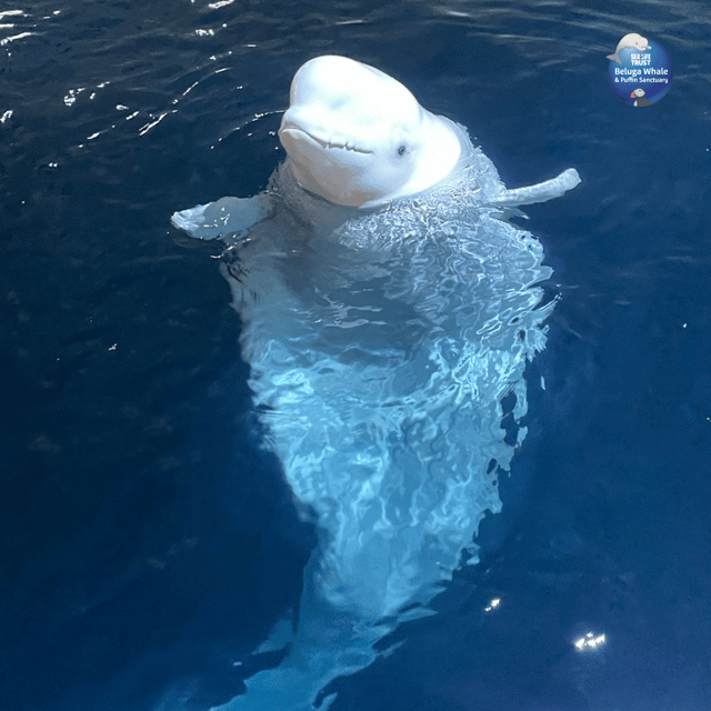 Beluga Whale Sanctuary - Admissions - Who should book this sanctuary, and who might feel let down