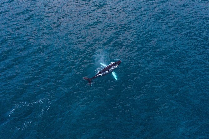 Big Whales & Puffins RIB boat tour from Húsavík - Skjálfandi Bay in a RIB, where Húsavík’s marine life shows up