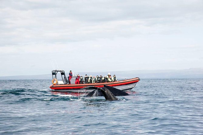 Big Whales & Puffins RIB boat tour from Húsavík - The 2-hour flow: from Husavík out to the whale search zone