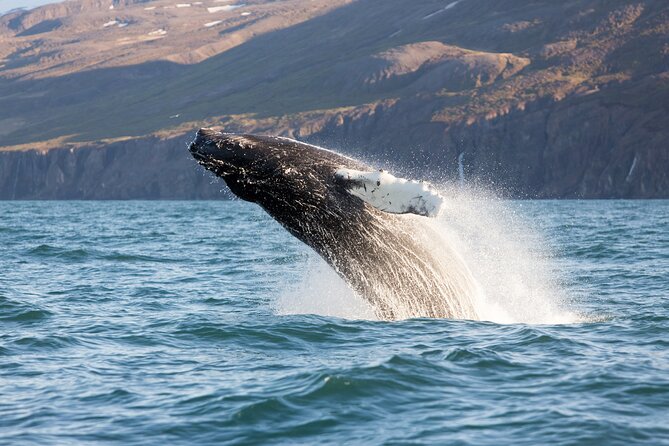Big Whales & Puffins RIB boat tour from Húsavík - Lundey (Puffin Island) plus Tjörnes fossil layers on the same route